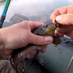 Catching tench with a float rod - search, tactics, equipment