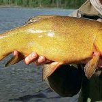 Catching tench in spring with a float, feeder, donk