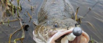 Catching burbot in the fall - the best baits and groundbaits, only the top fishing methods