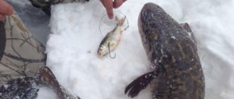 Catching burbot in winter on girders: types of equipment with photos, installation