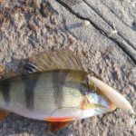 Catching perch with a jig