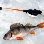 Perch fishing in winter
