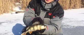 catching perch in winter with a jig
