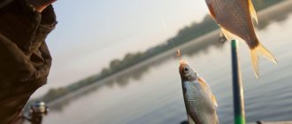 Catching roach on the lake with a fishing rod
