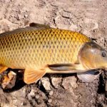 Catching carp in October: nuances