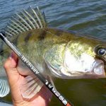Catching pike perch with a jig in spring, summer and autumn