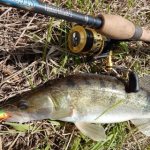 Catching pike perch with a jig