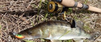 Catching pike perch with a jig