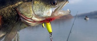 catching pike perch with foam rubber
