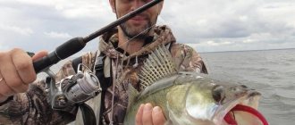fishing for pike perch in October using a spinning rod