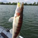 Fishing for pike perch in September using a spinning rod