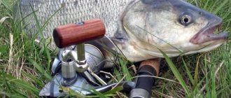 Fishing for asp using a spinning rod in the spring in March, April and May