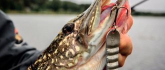 The best lures for pike in the fall: TOP-10 catchy spinners and spinners with photos