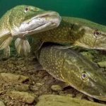 pike spawning sites in spring