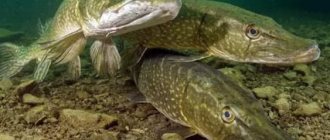 pike spawning sites in spring
