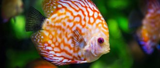 Can a fish remember, and how long do the thoughts of a goldfish in an aquarium last: experiments with memory