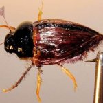 Fly beetle