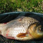 What do crucian carp bite on in May?
