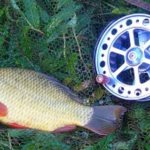 What to use to catch crucian carp in October: advice from professionals