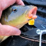 What to catch carp with - the best baits and lures depending on the season and gear