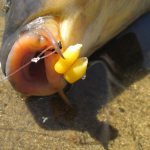 What to use to catch carp in May