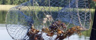 What to use to catch crayfish in a crayfish trap