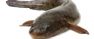 Burbot on a white background