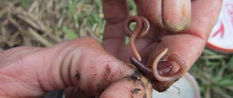 Putting a worm on a hook