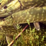 Pike spawning in spring