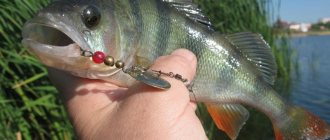 Perch on a spinner