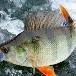 Perch on the first ice