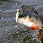 It is difficult to confuse a perch with the thickness of the fishing line or the size of the load, or the size of the hook