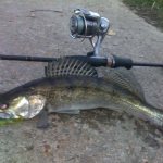 spinning rod equipment for catching pike perch