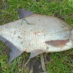 Features of catching bream with spinning tackle