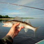Особенности рыбалки в Ленинградской области и Карелии