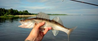 Features of fishing in the Leningrad region and Karelia