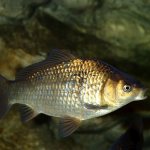 features of silver crucian carp