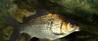 features of silver crucian carp