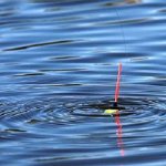 When fishing with float rods, you must use bait. When choosing a fly or Bolognese fishing rod, choose floats that are stable and can withstand the force of the current. 