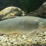 River fish - grass carp