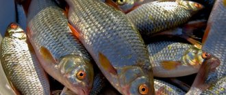 Рыба чебак: что за рыба, как приготовить?