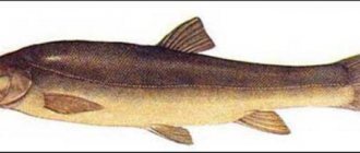Marinka fish