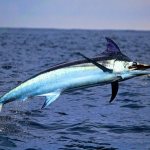 Swordfish: where it is found and lives, interesting facts about swordfish