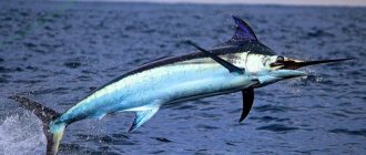 Рыба-меч: где водится и обитает, интересные факты о меченосе