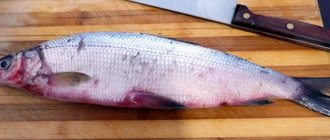 whitefish recipes