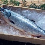 Рыба сиг – вкусные и простые блюда по доступным рецептам