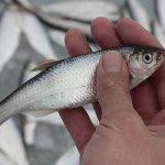 Рыба уклейка: фото и описание, где водится и как ловится себель