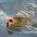 Fishing for carp - how and what to catch wild carp in spring, summer and autumn