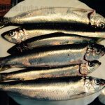 Салака – образ жизни и особенности ловли замечательной представительницы сельдевых рыб
