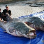 The largest catfish